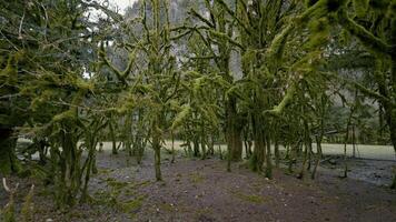 vicino su di rami di thuja alberi con un' largo sentiero. azione. verde boschetto e il erba campo dietro a esso. video