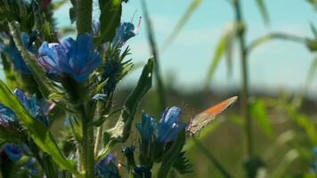 un brillante campo con hermosa brillante flores creativo. azul flores en cuales mariposas y otro insectos sentar en un campo siguiente a un bosque en cuales el césped crece brillante con luz de sol en él. video