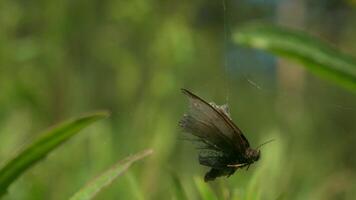 een vlinder kreeg verstrengeld in een spin web in macro fotografie. creatief. een klein mot bungelt en blijft hangen Aan een web en achter welke Daar is een veel van gras video