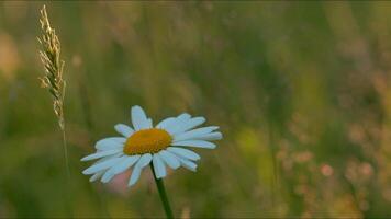 Chamomile on summer field on blurred green background. Creative. Close up of beautiful flower with white petals and yellow bud. video