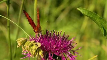 een vlinder met helder rood vleugels.creatief. macro fotografie van zomer landschappen in de gras waar een vlinder zit Aan bloemen en probeert naar nemen een kijken Bij een groen achtergrond. video