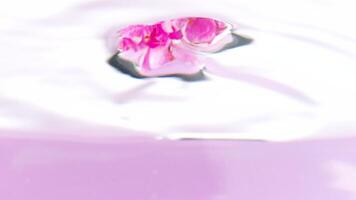 Beautiful pink flower buds that twist around themselves in crystal clear water. Stock footage. Small bright flowers in a liquid with green stems are rotated in a circle. video