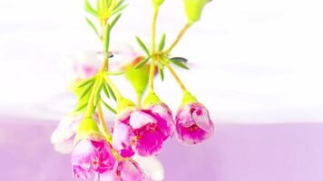 miroir réflexion de fleurs en dessous de l'eau. Stock images. magnifique bouquet de fleurs est immergé dans clair l'eau. sous-marin vue de fleurs et réflexion de l'eau surface video