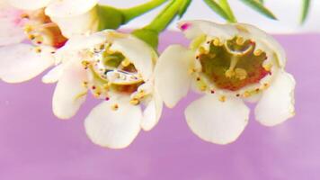 mooi wit bloemen Aan geïsoleerd achtergrond. voorraad filmmateriaal. detailopname van bloeiend bloem bloemknoppen Aan licht achtergrond. wit bloemen met ongebruikelijk bloemknoppen video