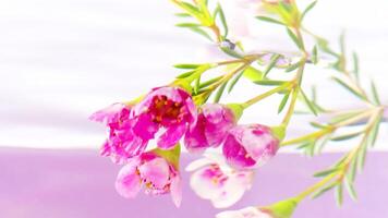 Beautiful pink flower buds that twist around themselves in crystal clear water. Stock footage. Small bright flowers in a liquid with green stems are rotated in a circle. video