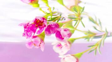 un' mazzo di fiori e mini cuffie di rosa geranio su un' stelo su un' rosa sfondo. azione filmato. mettendo bellissimo fiore sott'acqua. video