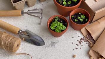 Pots with various vegetables seedlings. video