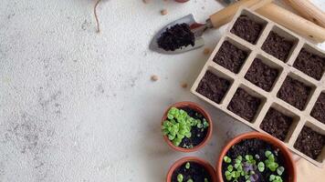 Pots with various vegetables seedlings. video