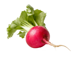 radish isolated on transparent background png