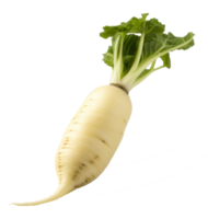 Daikon isoliert auf transparent Hintergrund png