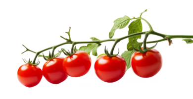 cherry tomato isolated on transparent background png