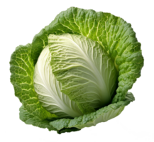 cabbage isolated on transparent background png