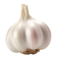 Knoblauch isoliert auf transparent Hintergrund png