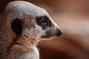 de cerca de un suricata, sus piel detalles y vigilante ojos hablar volúmenes de sus centinela vida foto