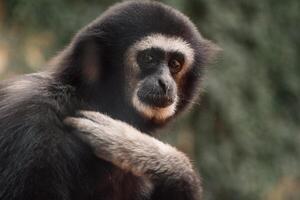 un gibón curioso ojos ojeada a través de, encarnando el juguetón espíritu de del bosque acrobático vagabundos. foto