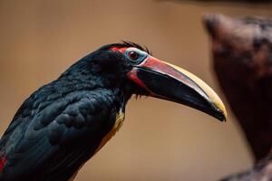 A close-up of a toucan, its striking beak a splash of color in the tropical milieu photo