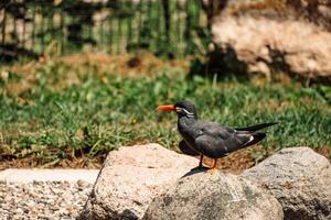 vigilant Inca Tern perched on a granite boulder, its iconic mustache and red-orange bill adding photo