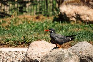 vigilante inca golondrina de mar encaramado en un granito roca, sus icónico Bigote y naranja roja cuenta agregando foto