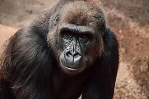 Intense gaze of a gorilla captured up close, a poignant moment of silent strength and deep thought photo