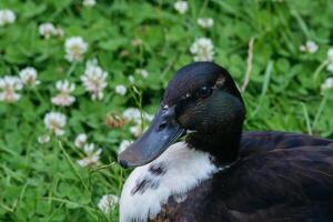 pato real Pato en medio de blanco flores foto