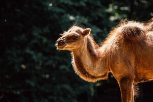light illuminates a camel's gentle expression, showcasing its calm demeanor in a natural habitat photo