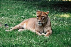 Watchful lioness lying in the grass, embodying the tranquil yet attentive spirit of the wild photo