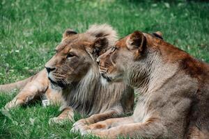 A moment of intimacy as the lion whispers to his mate, a display of wild nobility in the savannah photo