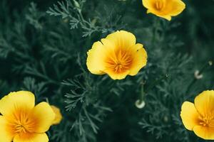 vibrante amarillo amapolas en verdor foto