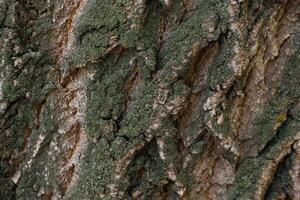 Textured Tree Bark Close-up photo