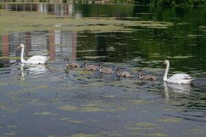 cisne familia en un verde lago foto