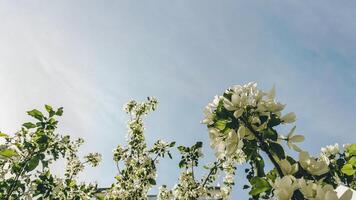 manzana árbol ramas en floración en contra el azul cielo. hermosa primavera antecedentes. foto