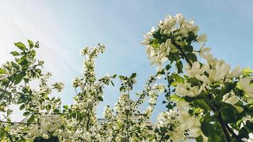 manzana árbol ramas en floración en contra el azul cielo. hermosa primavera antecedentes. foto