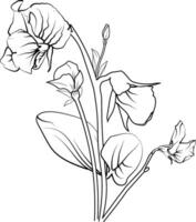 Sweet pea fower drawings, sweet pea flower coloring pages, sweet pea fowers line art, sweet pea botanical illustration, flower coloring pages for adults vector