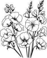 Sweet pea flowers illustration coloring page, simplicity, Embellishment, monochrome art, Outline print with blossom sweet, sweet pea bouquet leaves, and buds, sweet peaflower tattoo vector