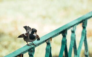 House Sparrow on Rustic Green Railing photo
