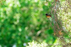 pájaro encaramado en verdor foto