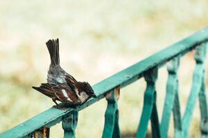 Sparrow Looking Over Shoulder on Railing photo