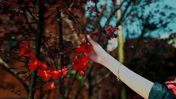 avvicinamento di un' di persona mano delicatamente toccante rosso frutti di bosco su un' albero ramo con focalizzazione morbida sfondo. video