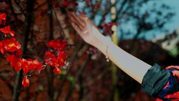 Close-up of a hand reaching towards vibrant red berries on a branch with a blurred background. video