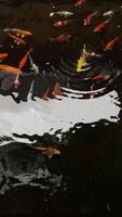 gracieux koi poisson planer à travers une tranquille étang, leur brillant couleurs une serein Danse avec lumière reflétant de le l'eau. video