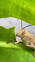 A detailed close-up of a grasshopper dining on a green leaf, showcasing the intricate beauty of nature. video