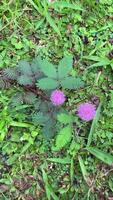 pequeño púrpura flores crecer en verde césped campos. esta flor es rodeado por otro plantas y pastos, creando un pacífico y calma atmósfera. molesto a toque el hojas de mimosa pudica video