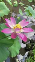 lotus Floraison dans serein des eaux video