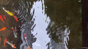 anmutig Koi Fisch gleiten über ein still Teich, ihr hell Farben ein heiter tanzen mit Licht reflektieren aus das Wasser. video
