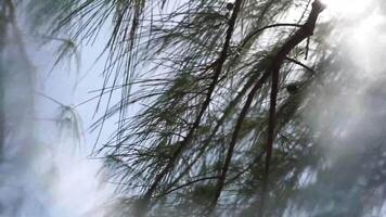 en träd med en regnbåge reflexion i de Sol video