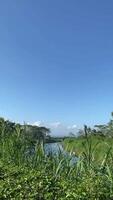 ein friedlich Flussufer Morgen. genießen das Ruhe, umgeben durch üppig Grün, klar Blau Himmel und ein Ruhe fließend Fluss. Ihre friedlich Rückzug wartet video