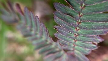 Sensitive Plant Swift Reaction video