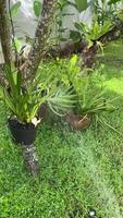 uma jardim com uma variedade do plantas e uma rega pode video