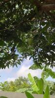 ensoleillé mangue arbre canopée. ascendant vue de une mangue arbre luxuriant canopée, pommelé avec lumière du soleil et une aperçu de le ciel video