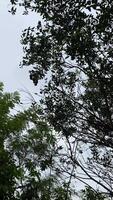 uma tranquilo céu com fofo nuvens e vibrante verde folhas, apresentando natureza sereno beleza. video